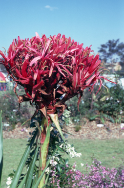 APII jpeg image of Doryanthes excelsa  © contact APII
