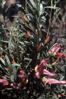 APII jpeg image of Eremophila maculata  © contact APII