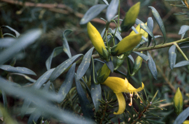 APII jpeg image of Eremophila maculata  © contact APII