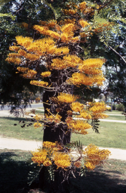 APII jpeg image of Grevillea ribusta  © contact APII