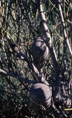 APII jpeg image of Hakea platysperma  © contact APII