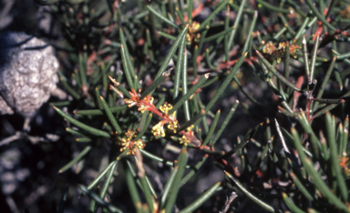 APII jpeg image of Hakea propinqua  © contact APII