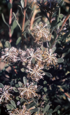 APII jpeg image of Isopogon buxifolius  © contact APII