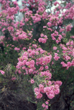 APII jpeg image of Kunzea pauciflora  © contact APII