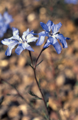 APII jpeg image of Lechenaultia biloba  © contact APII