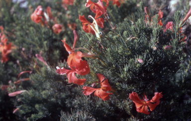 APII jpeg image of Leptospermum laricina  © contact APII