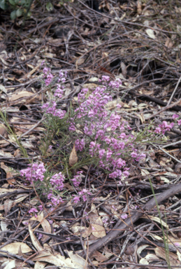 APII jpeg image of Mirbelia speciosa  © contact APII