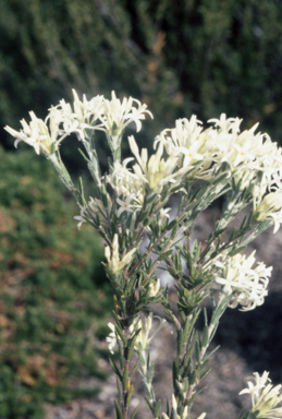APII jpeg image of Pimelea longiflora  © contact APII