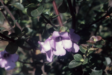 APII jpeg image of Prostanthera latifolia  © contact APII