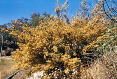 APII jpeg image of Pultenaea flexilis  © contact APII