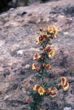 APII jpeg image of Pultenaea scabra  © contact APII