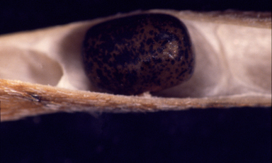 APII jpeg image of Glycine rubiginosa  © contact APII