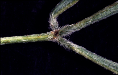 APII jpeg image of Glycine rubiginosa  © contact APII