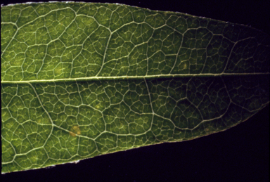 APII jpeg image of Glycine microphylla  © contact APII