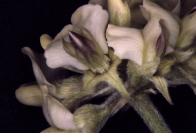 APII jpeg image of Glycine lactivirens  © contact APII