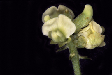 APII jpeg image of Glycine lactivirens  © contact APII