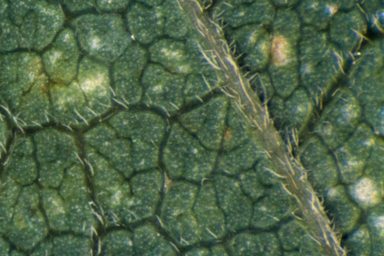 APII jpeg image of Glycine lactivirens  © contact APII