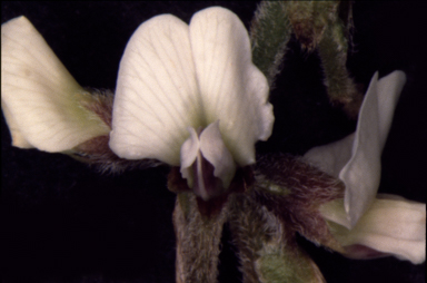 APII jpeg image of Glycine hirticaulis  © contact APII