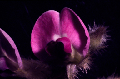 APII jpeg image of Glycine aphyonota  © contact APII