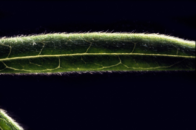 APII jpeg image of Glycine clandestina  © contact APII