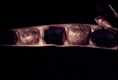 APII jpeg image of Glycine stenophita  © contact APII