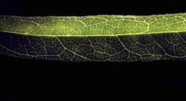 APII jpeg image of Glycine stenophita  © contact APII