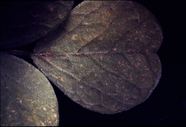 APII jpeg image of Glycine stenophita  © contact APII