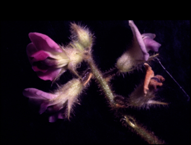 APII jpeg image of Glycine aphyonota  © contact APII