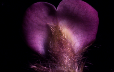 APII jpeg image of Glycine aphyonota  © contact APII