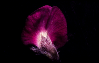 APII jpeg image of Glycine tomentella  © contact APII