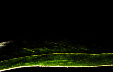 APII jpeg image of Glycine  © contact APII