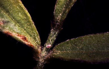 APII jpeg image of Glycine  © contact APII