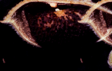 APII jpeg image of Glycine pullenii  © contact APII