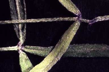 APII jpeg image of Glycine peratosa  © contact APII