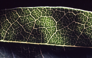 APII jpeg image of Glycine cyrtoloba  © contact APII