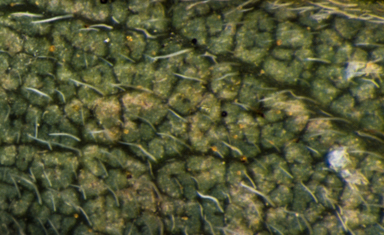 APII jpeg image of Glycine hirticaulis  © contact APII