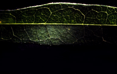 APII jpeg image of Glycine microphylla  © contact APII