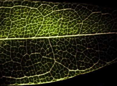 APII jpeg image of Glycine cyrtoloba  © contact APII