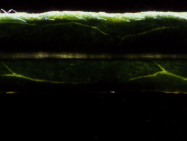 APII jpeg image of Glycine peratosa  © contact APII