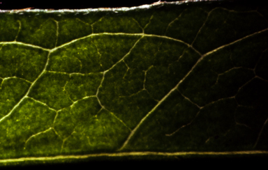 APII jpeg image of Glycine clandestina  © contact APII