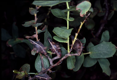 APII jpeg image of Hakea prostrata  © contact APII