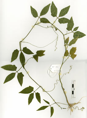 APII jpeg image of Neoalsomitra clavigera  © contact APII