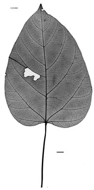 APII jpeg image of Omphalea papuana  © contact APII