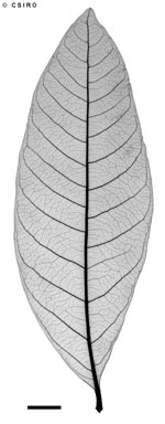 APII jpeg image of Dimocarpus longan subsp. longan  © contact APII