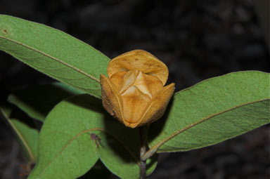 APII jpeg image of Melodorum topazensis  © contact APII