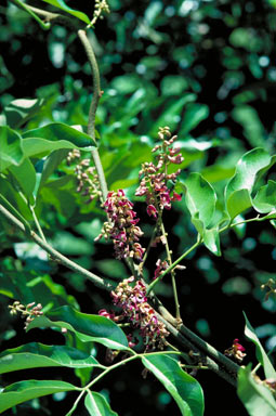 APII jpeg image of Ibatiria furfuracea  © contact APII