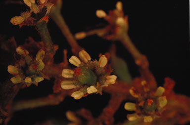 APII jpeg image of Mischocarpus exangulatus  © contact APII