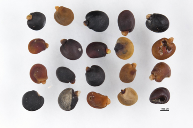 APII jpeg image of Dodonaea viscosa subsp. angustissima  © contact APII