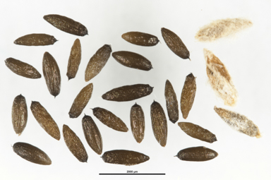 APII jpeg image of Ottelia ovalifolia  © contact APII