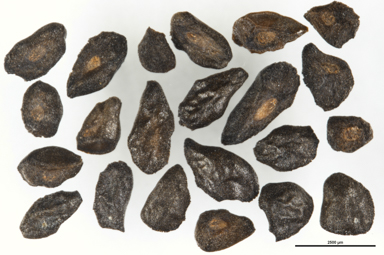 APII jpeg image of Eucalyptus glaucescens  © contact APII